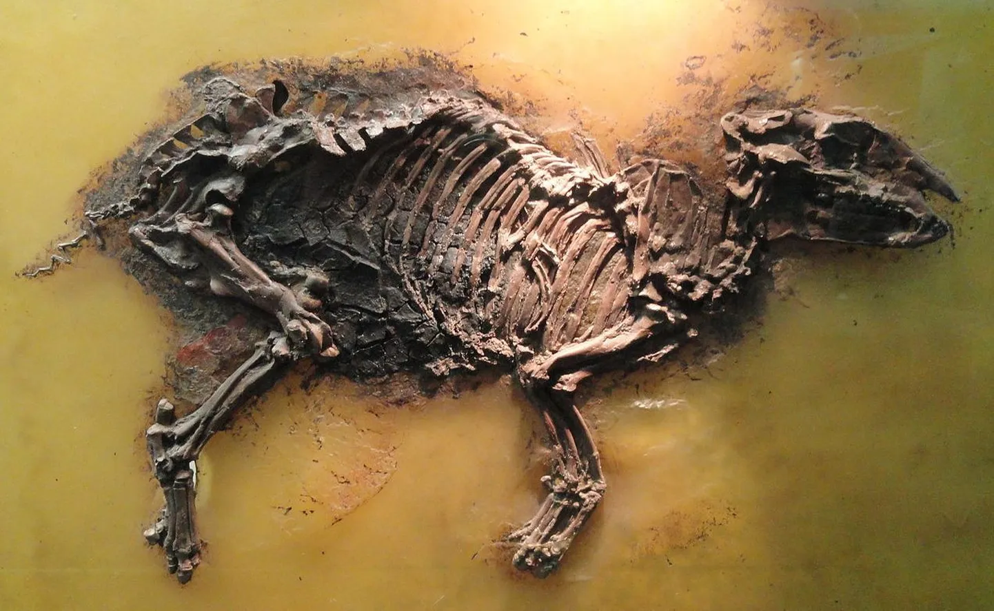 Eurohippus messelensis