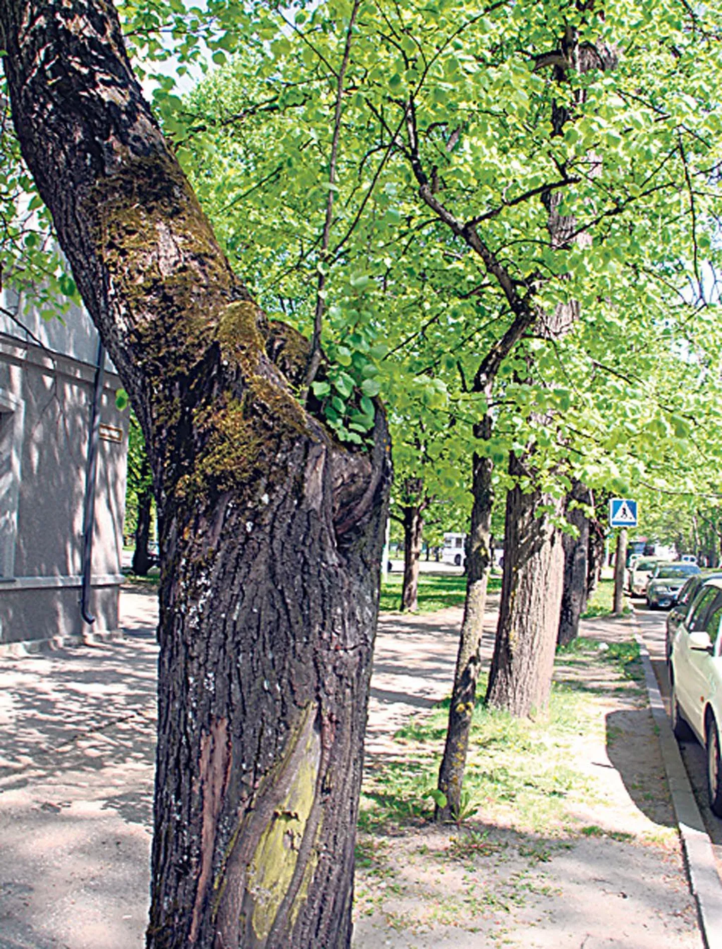 Vanapargi allee vajab noorenduskuuri.