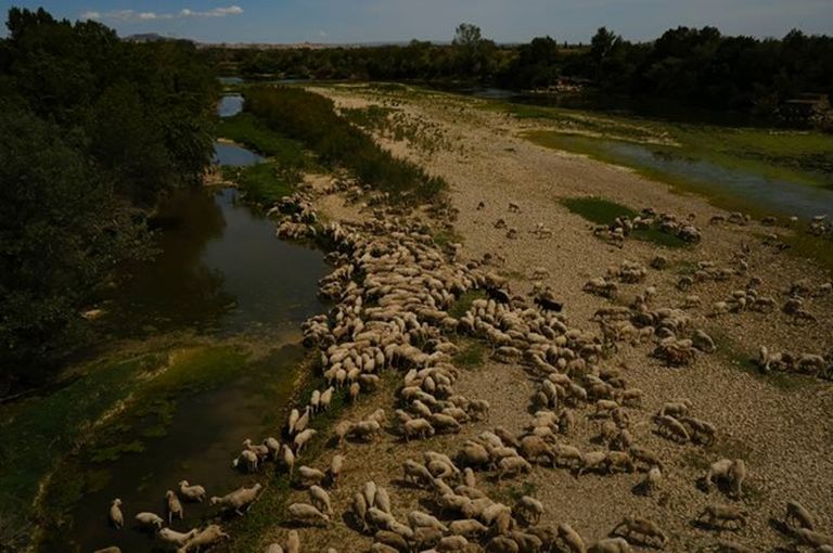 Стадо овец у высохшей реки Эбро.