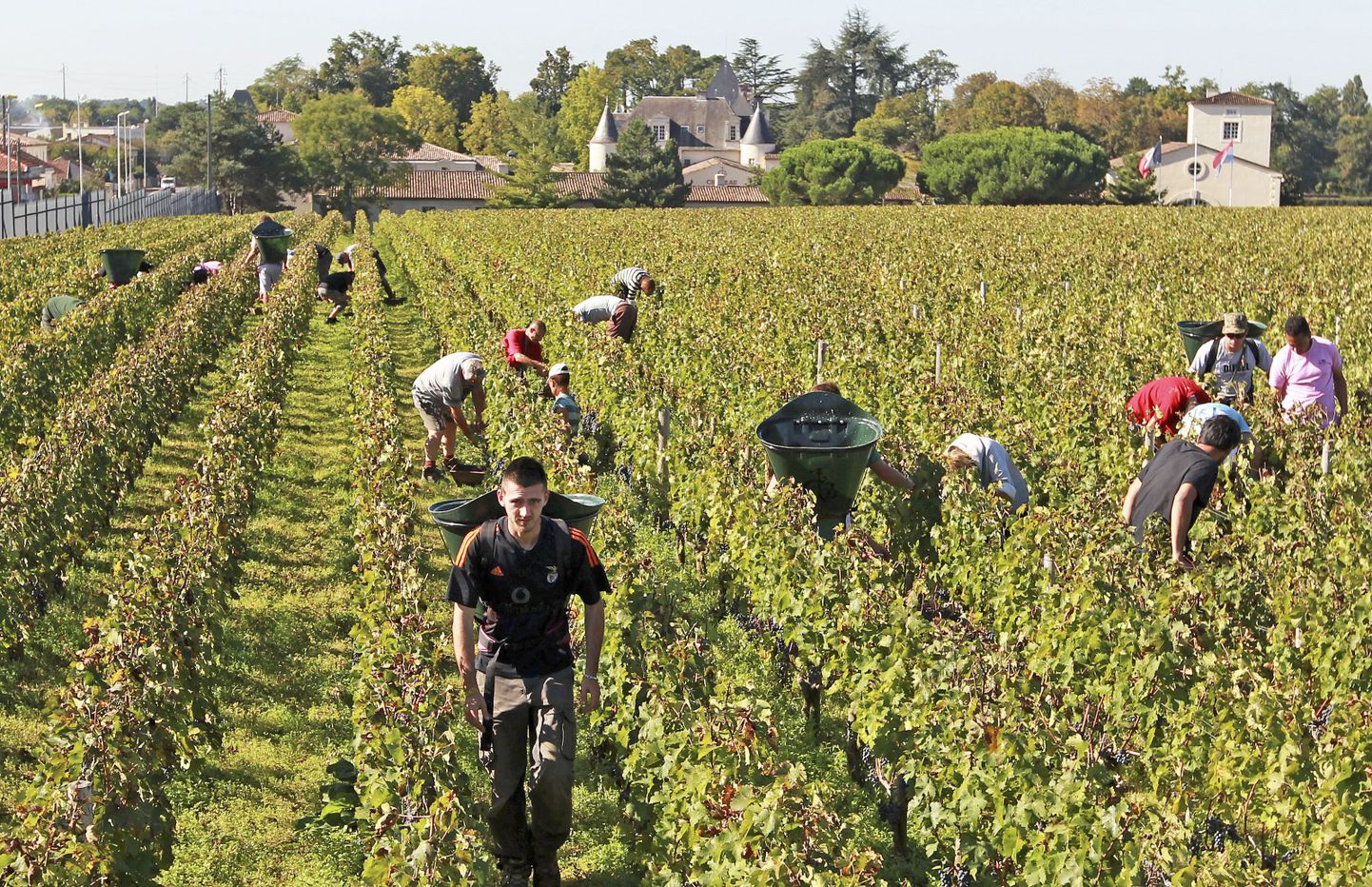 Viinamarjade koristamine Prantsusmaal kuulsas Chateau Haut Brion istanduses.