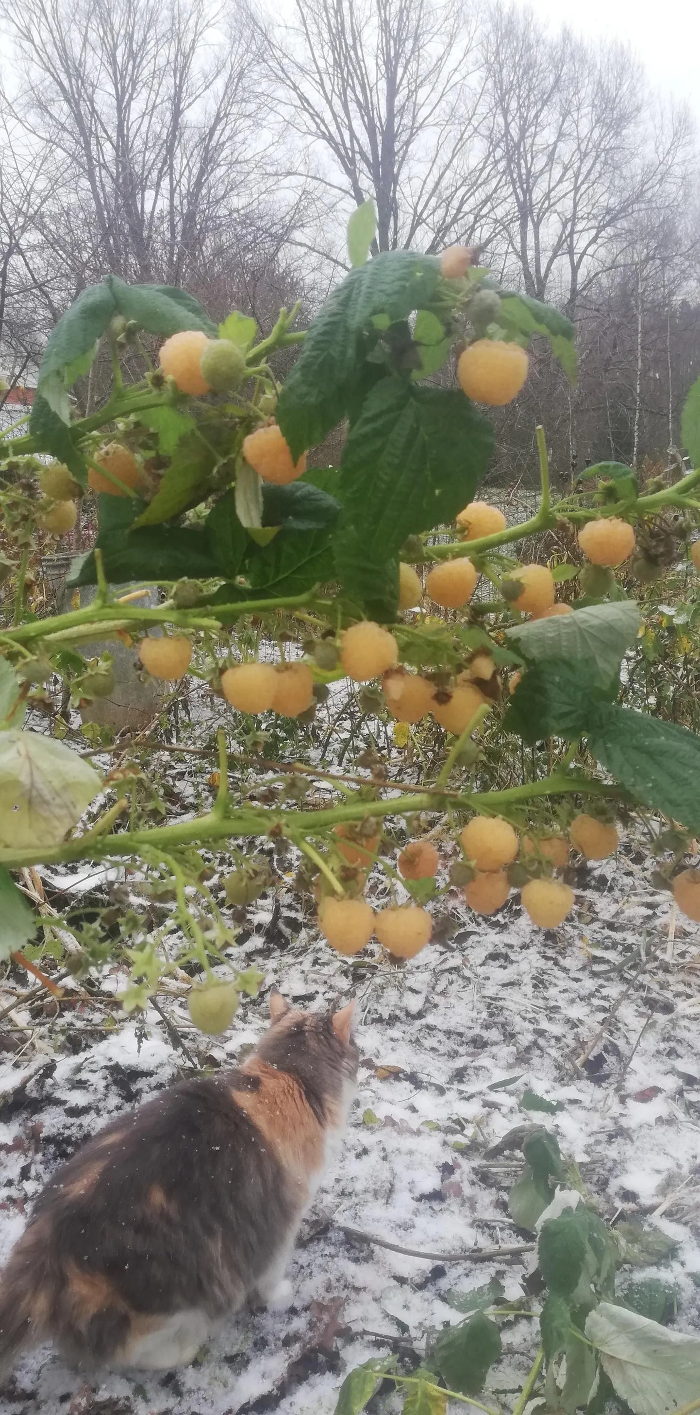 Apsnigušas avenes novembrī.