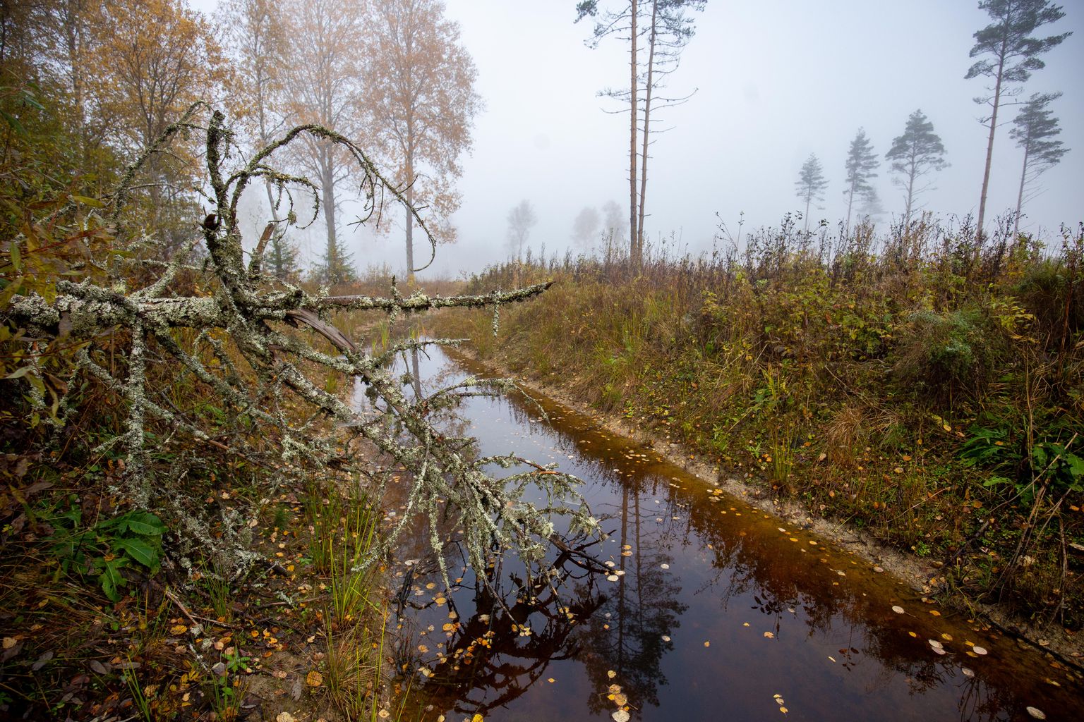 Ilmateenistuse prognoosi kohaselt on pühapäeval üle Eesti oodata üksikuid vihmahooge ja vähest lörtsi.