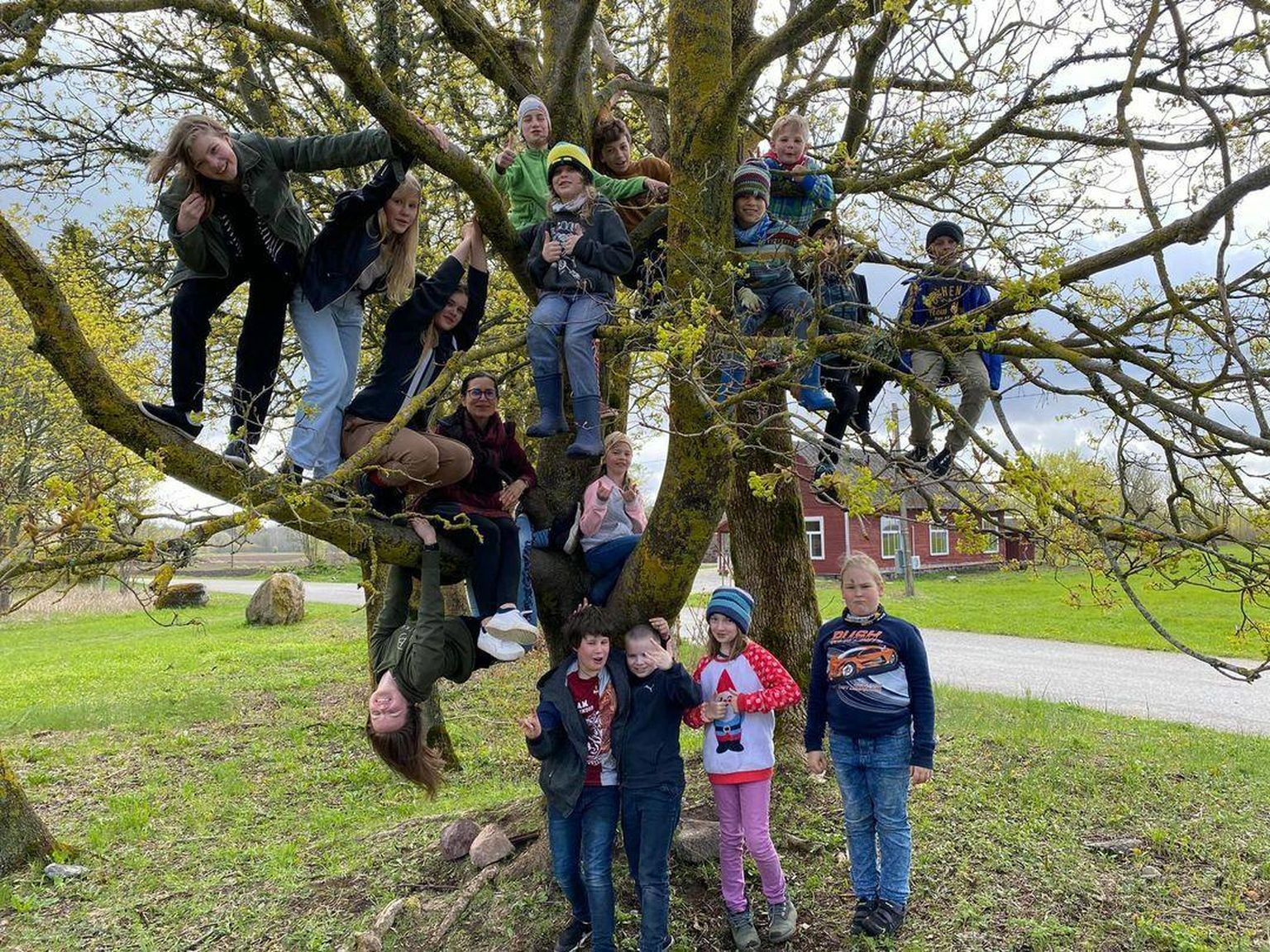 Kõik Metsküla algkooli õpilased mahuvad ühe puu otsa.