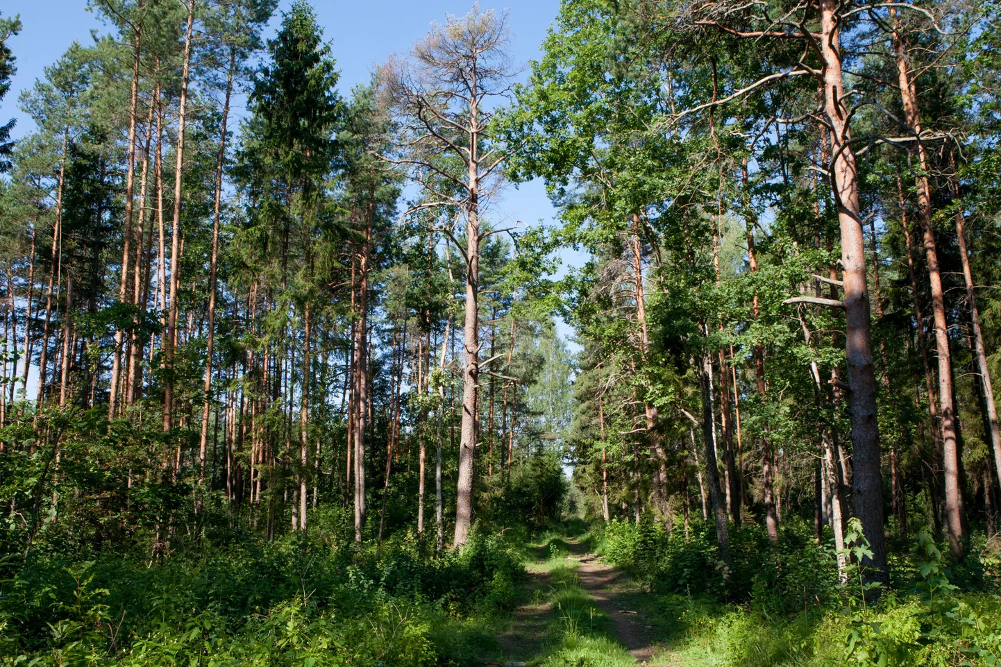 Eestimaa mets.
