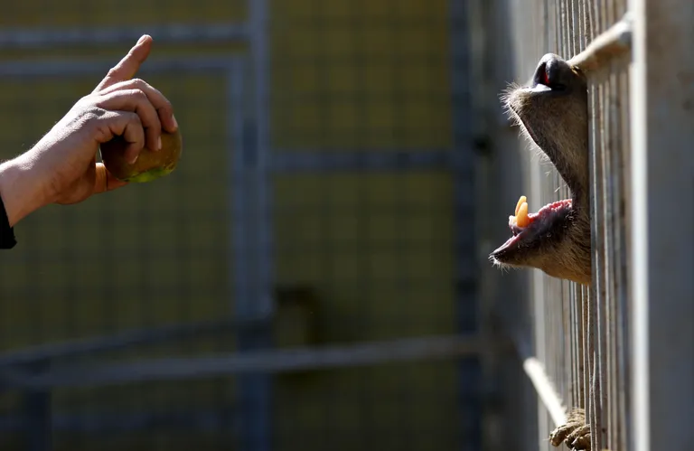 Safin Hamed/AFP/Scanpix