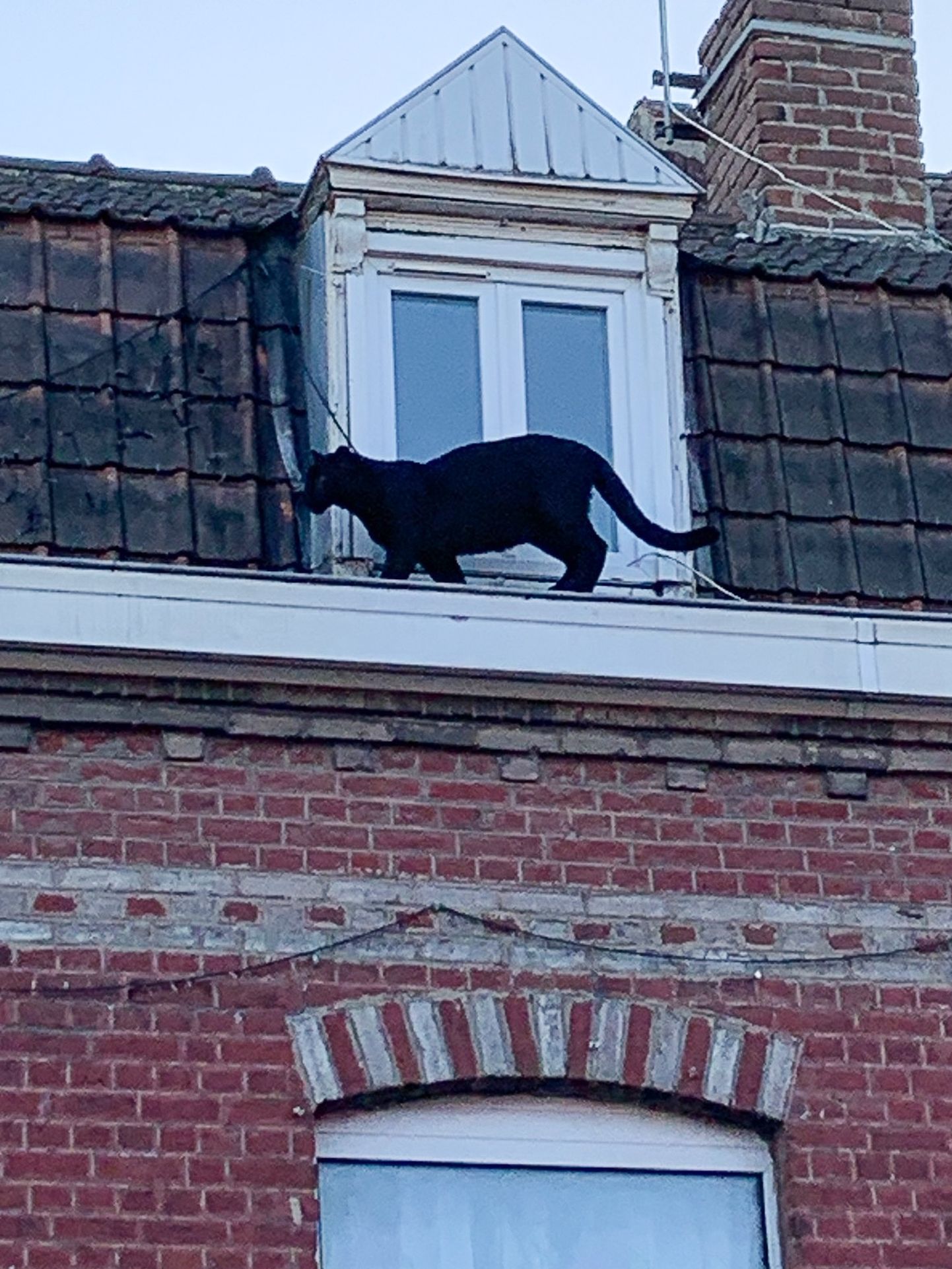 Must panter jalutamas Prantsusmaal Lille'i lähedal majakatusel nagu tavaline kass.