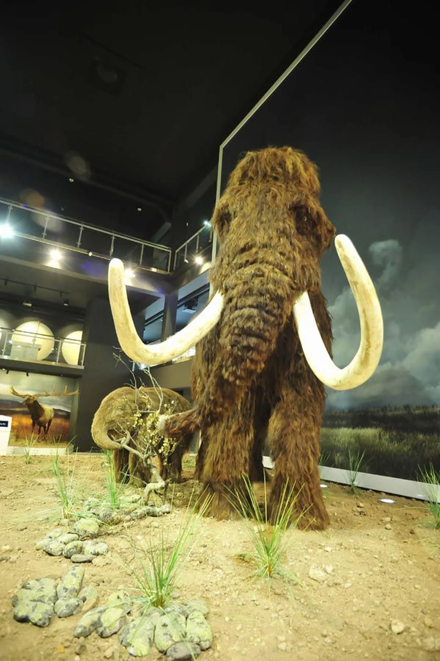 Jääaja keskuse üheks suuremaks tõmbenumbriks on elusuuruses mammut. Ehkki sageli arvatakse, et need suured loomad sumpasid sügavas lumes, elasid nad tõenäoliselt hoopis üsna viljakates tingimustes.
