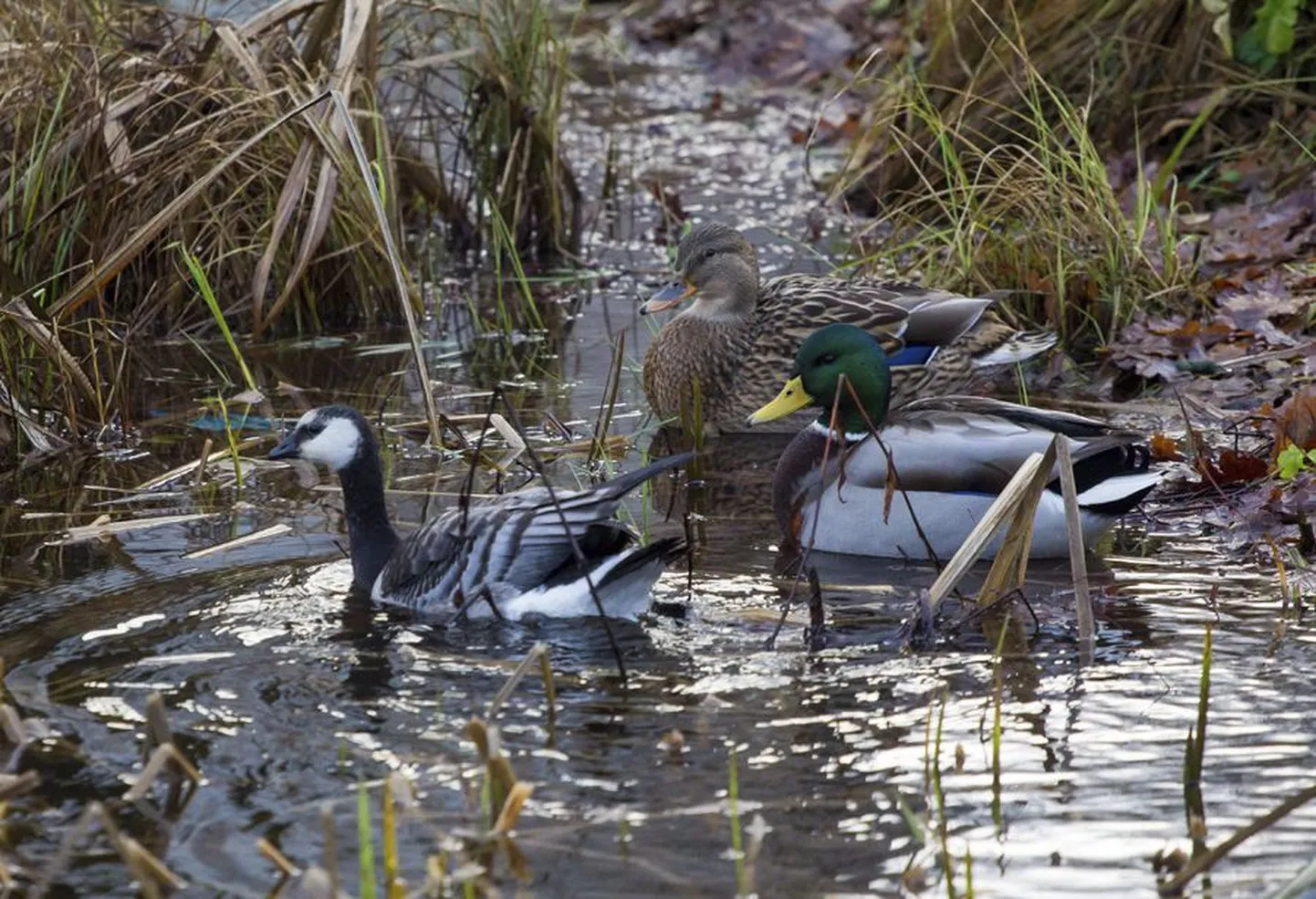 Suure-Jaani paisjärvel peatunud valgepõsk-lagle paistab end partide seltsis väga koduselt tundvat.