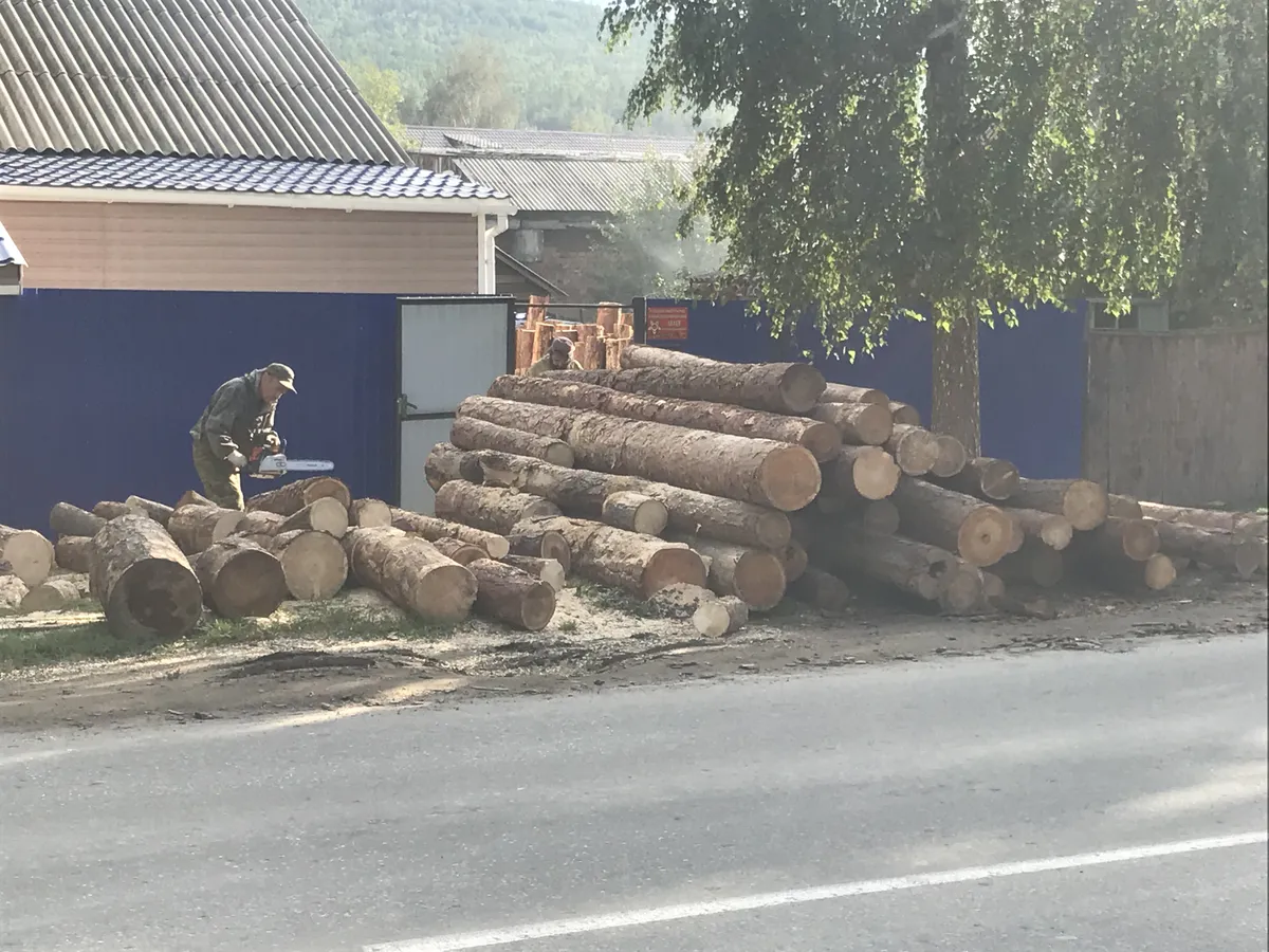 Kohalik puit on müstika omaette. Bogutšanski kohalikud saeraamid võtavad vastu puitu alates 32-sentimeetrisest läbimõõdust, ülejäänud on nende jaoks liiga peenike, pole mõtet jännata. Talvepuude tegemine pole siinkandis naljaasi, kui pead kõiegpealt saagima ning seejärel ahjupuudeks lõhkuma selliseid jämedaid palke nagu fotol.