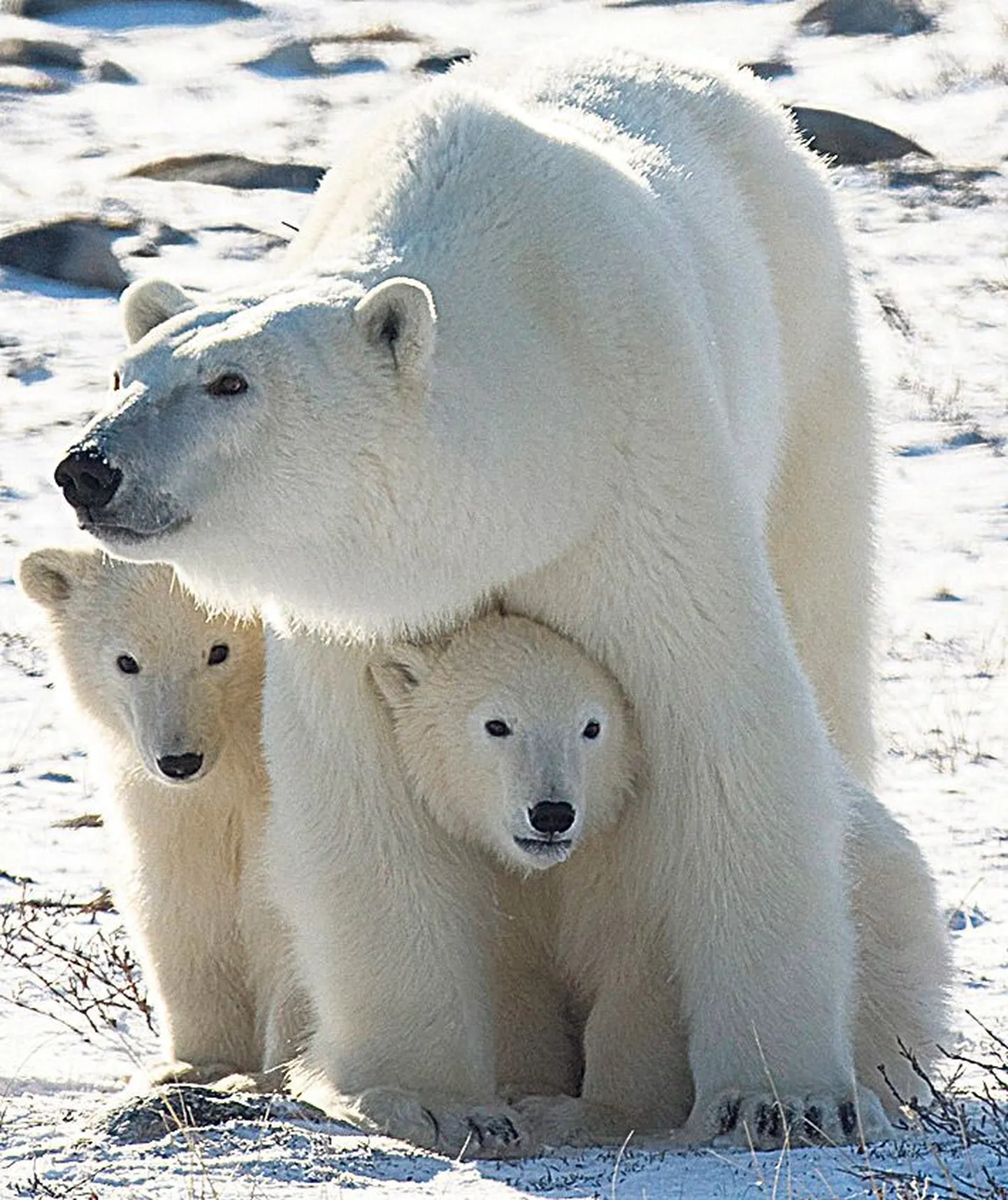 Tihe side: jääkarupojad püsivad ema külje all tavaliselt kaks ja pool aastat.