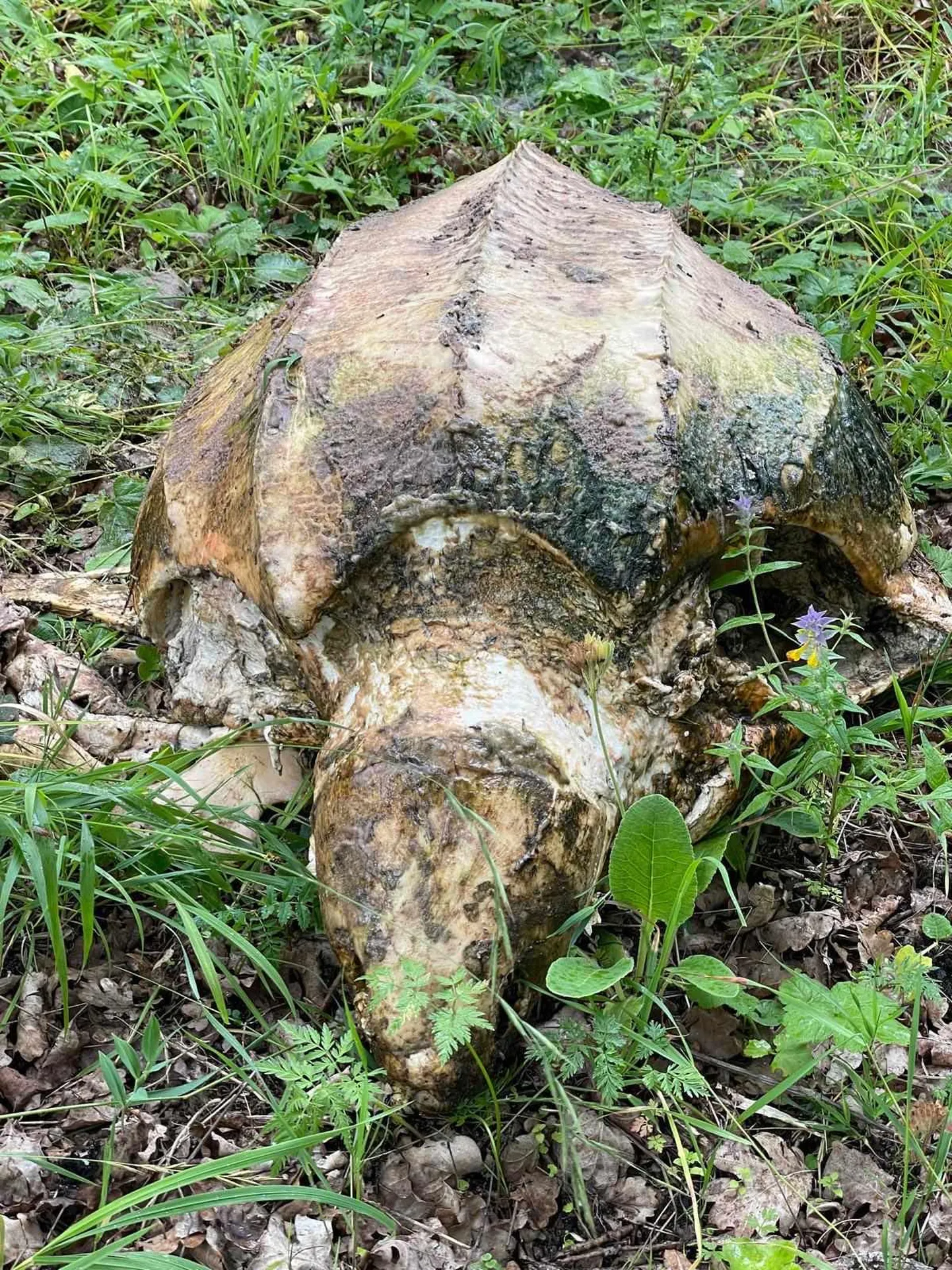 Saaremaa rannalt leitud kilpkonn