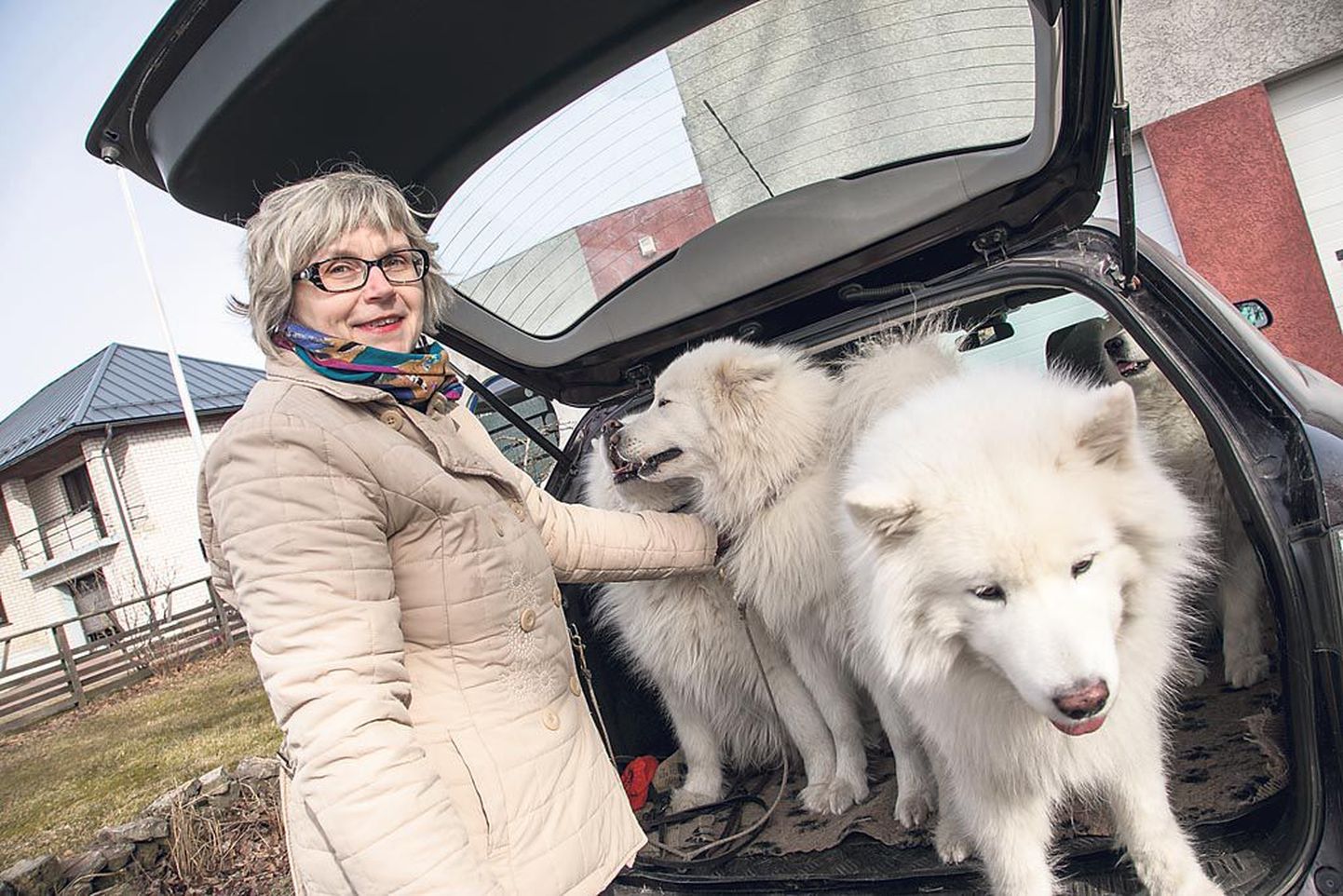 Need pole kodutud koerad, vaid Pärnu kodutute loomade varjupaiga juhataja pere lemmikloomad – samojeedi koerad, kes õpetasid oma perenaist elule teistsuguse nurga alt vaatama.