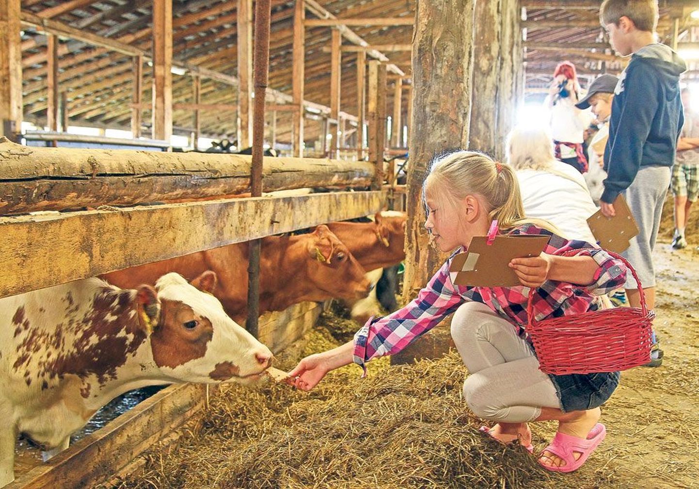 Andre farmis käis avatud talude päeval suur melu ja toimus küsitlus külastajate lemmiku piimamummu selgitamiseks.