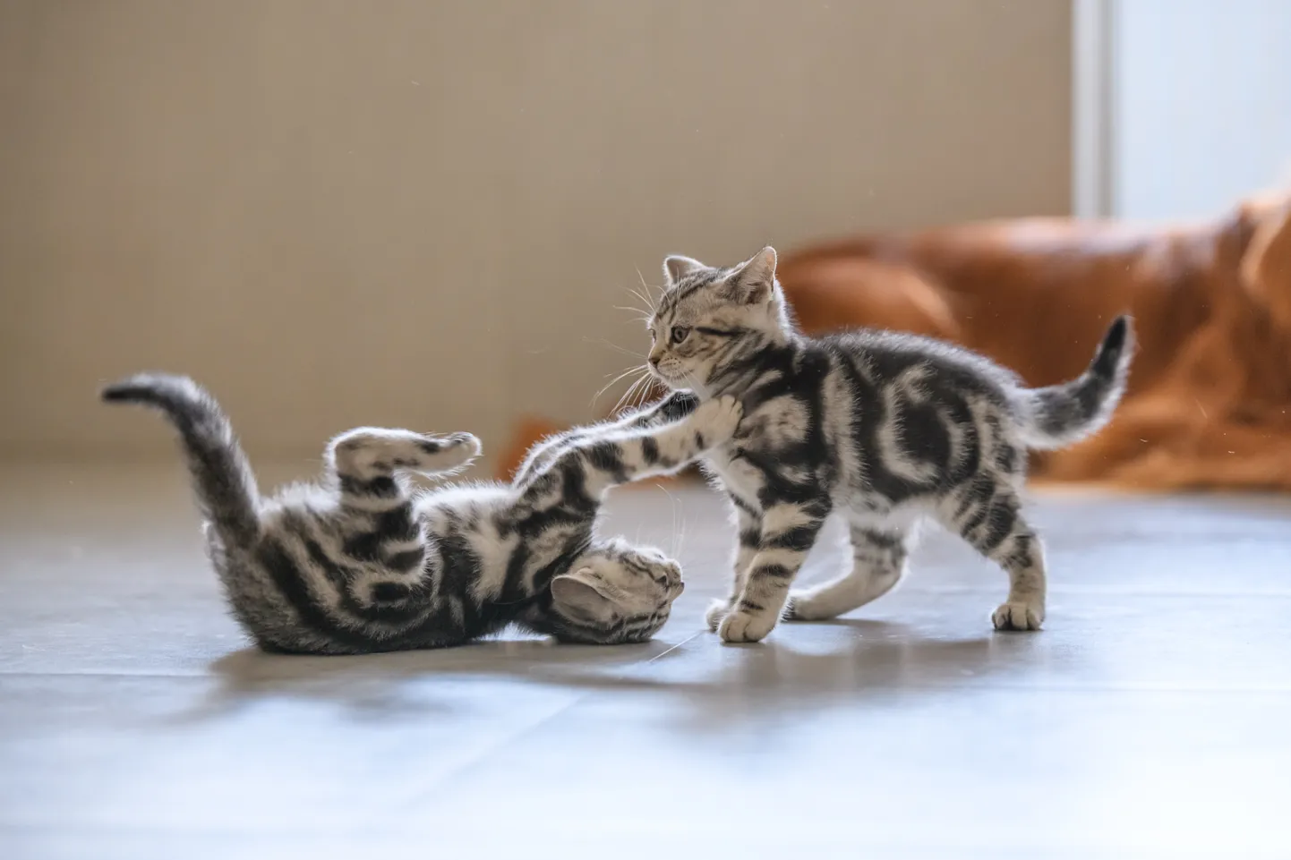 Коты дерутся. Иллюстративное фото