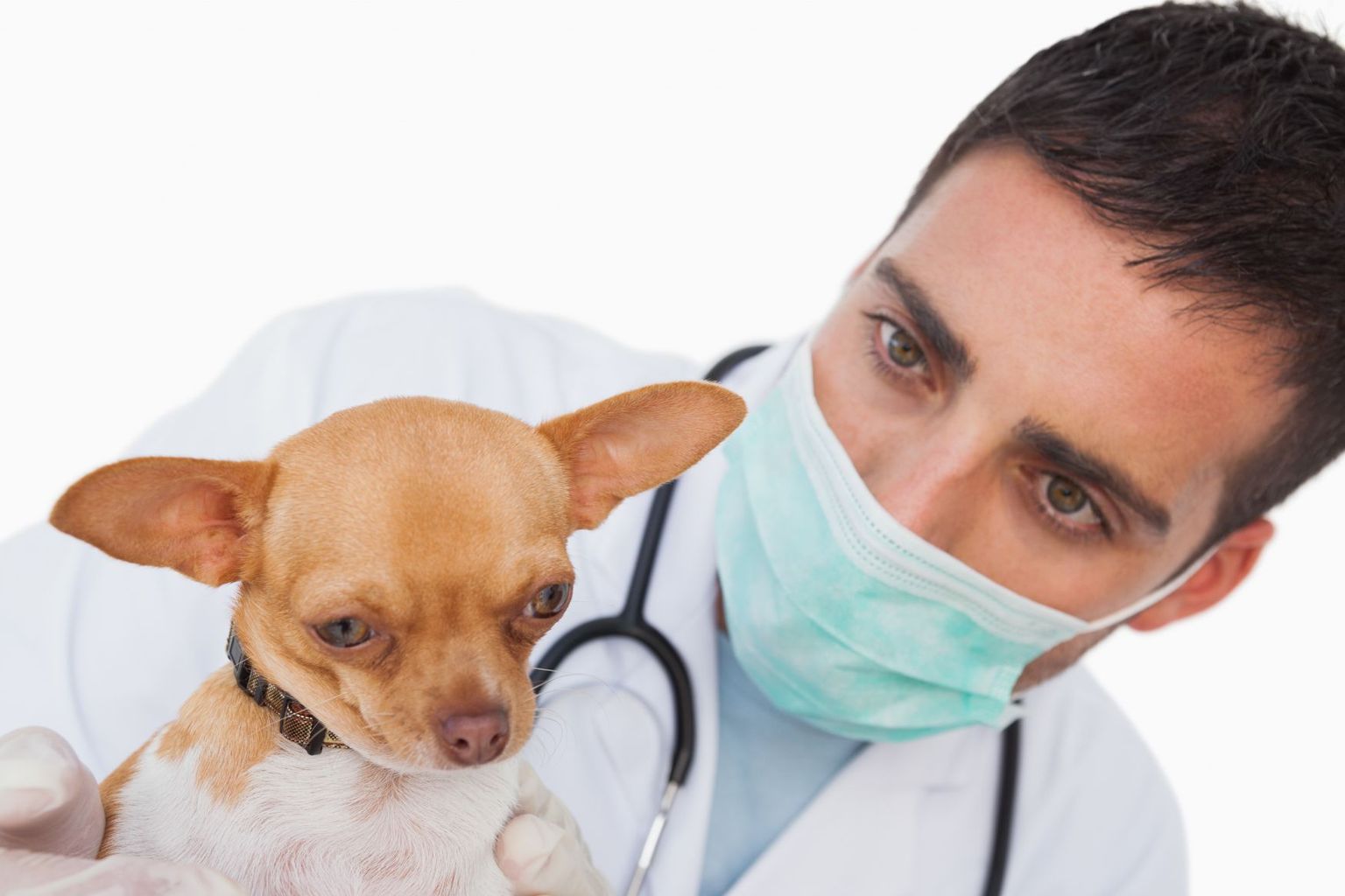Kui lemmik on haige, tuleb kontakteeruda loomaarstiga. Lemmikule ei tohi manustada inimestele mõeldud ravimeid.