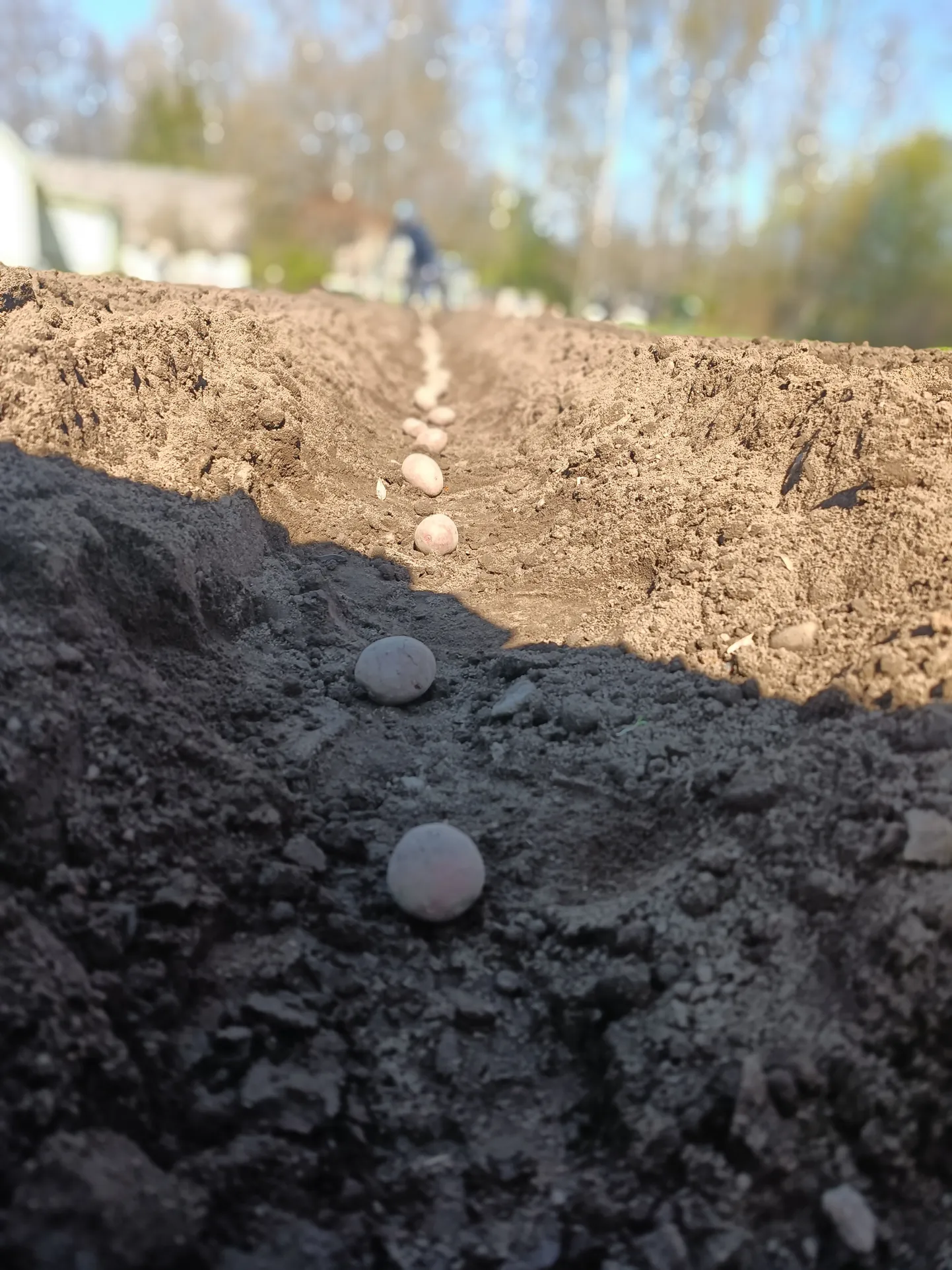 Selleks, et mugulad hakkaksid kasvama, peab muld olema soojenenud 8–10 kraadini.