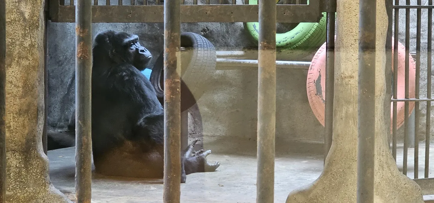 Pata loomaaias istub juba üle kolme aastakümne vangis gorilla Bua Noi.