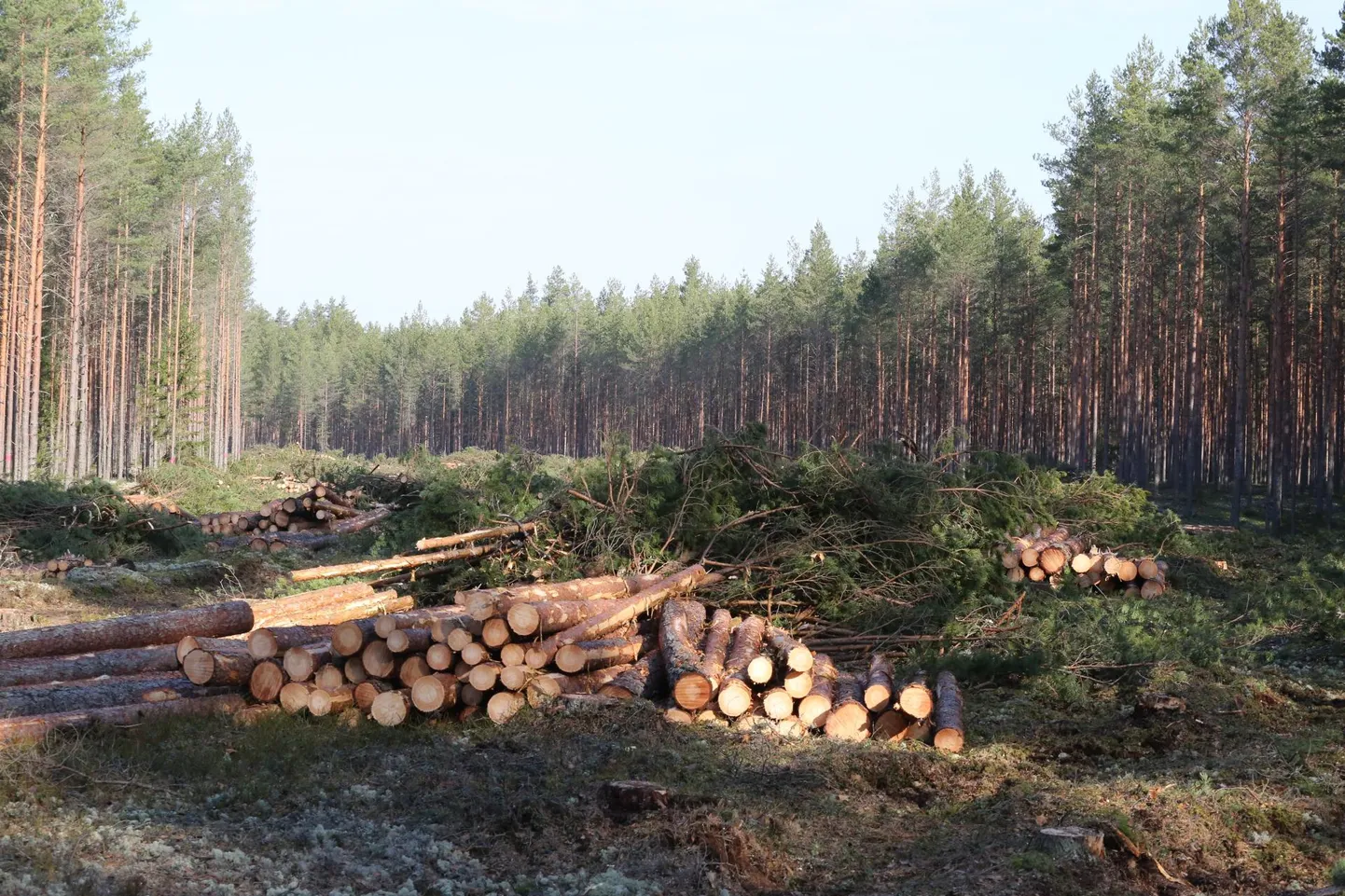 Juba küla metsast läbi viidava uue sõidutee trassikoridor on kohati 50 meetri laiune, ristudes siin vanade, hoopis kitsamate metsateedega.