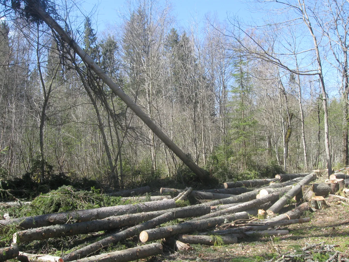 Eraldi avaldatakse metsateatised ja metsakaitseekspertiisid kaitstavate alade osas.