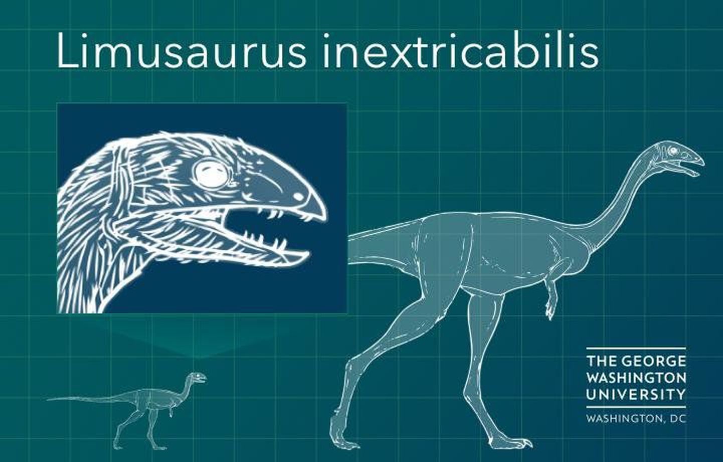 Limusaurus inextricabilis oli väikest kasvu dinosaurus, kelle skelettide uuring näitab, kuidas kulges evolutsiooniline lindude hambutuks arenemine.