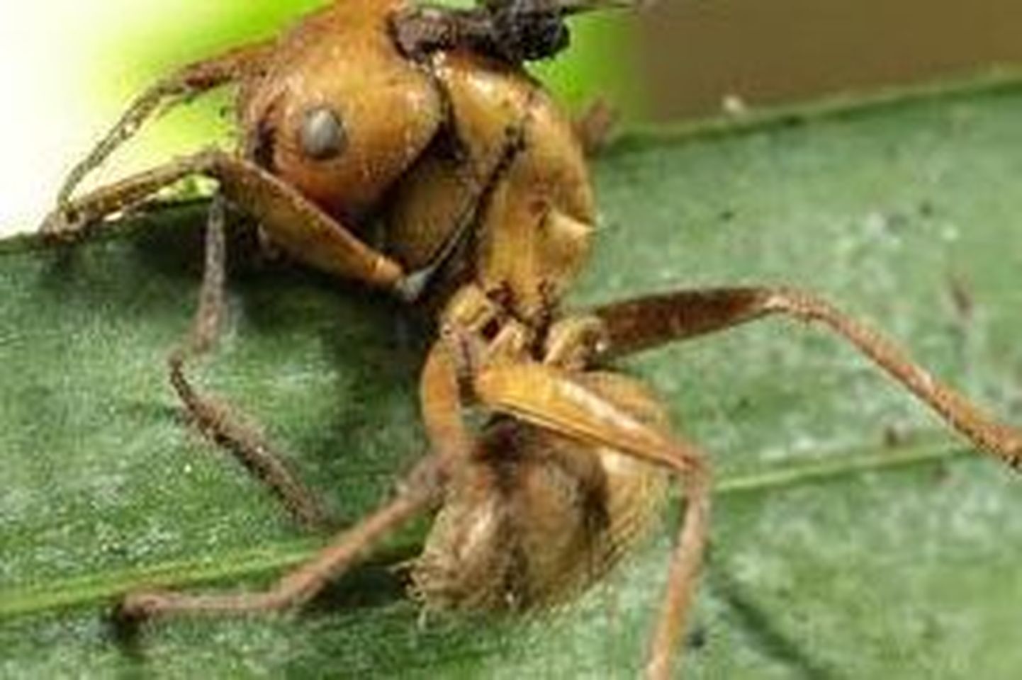 Brasiiliast leiti neli uut sipelgaid «zombideks» muutvat seent