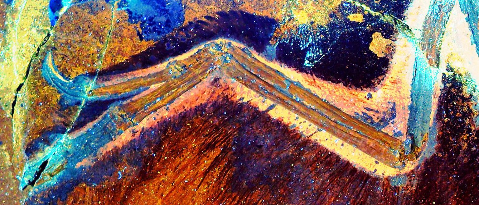 Laseritega kivist tuvastatud jäljed linnulaadse dinosauruse tiiva pehmetest kudedest. Tuleb välja, et Anchiornise küünarnuki ja randme vahelised nahavoldid olid kaetud sulgedega täpselt nagu need on ka tänapäevastel lindudel.