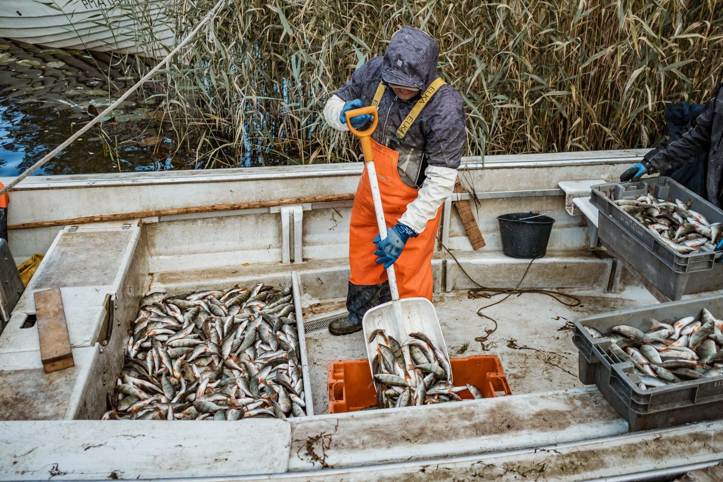 Tänavu septembris püüdsid ­Pärnumaa kutselised kalurid isegi kümme tonni rohkem kala kui mullu ­samal ajal.