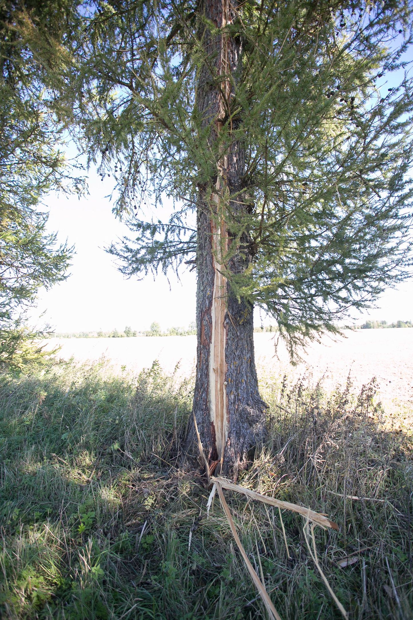 Välgutabamuse saanud puu Aasperes.