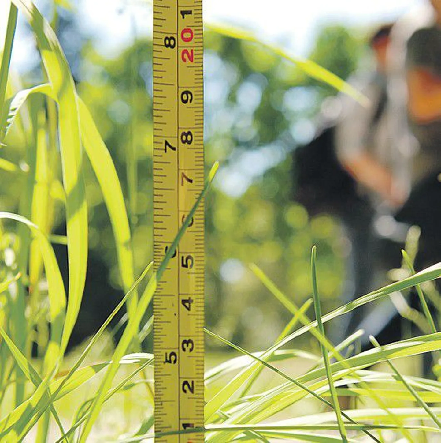 По новым правилам высота травы в Таллинне не должна быть выше 15 сантиметров.