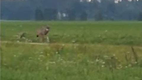 Hoiatus: Tõrva lähedal nähti kõndimas üksikut suurt hunti