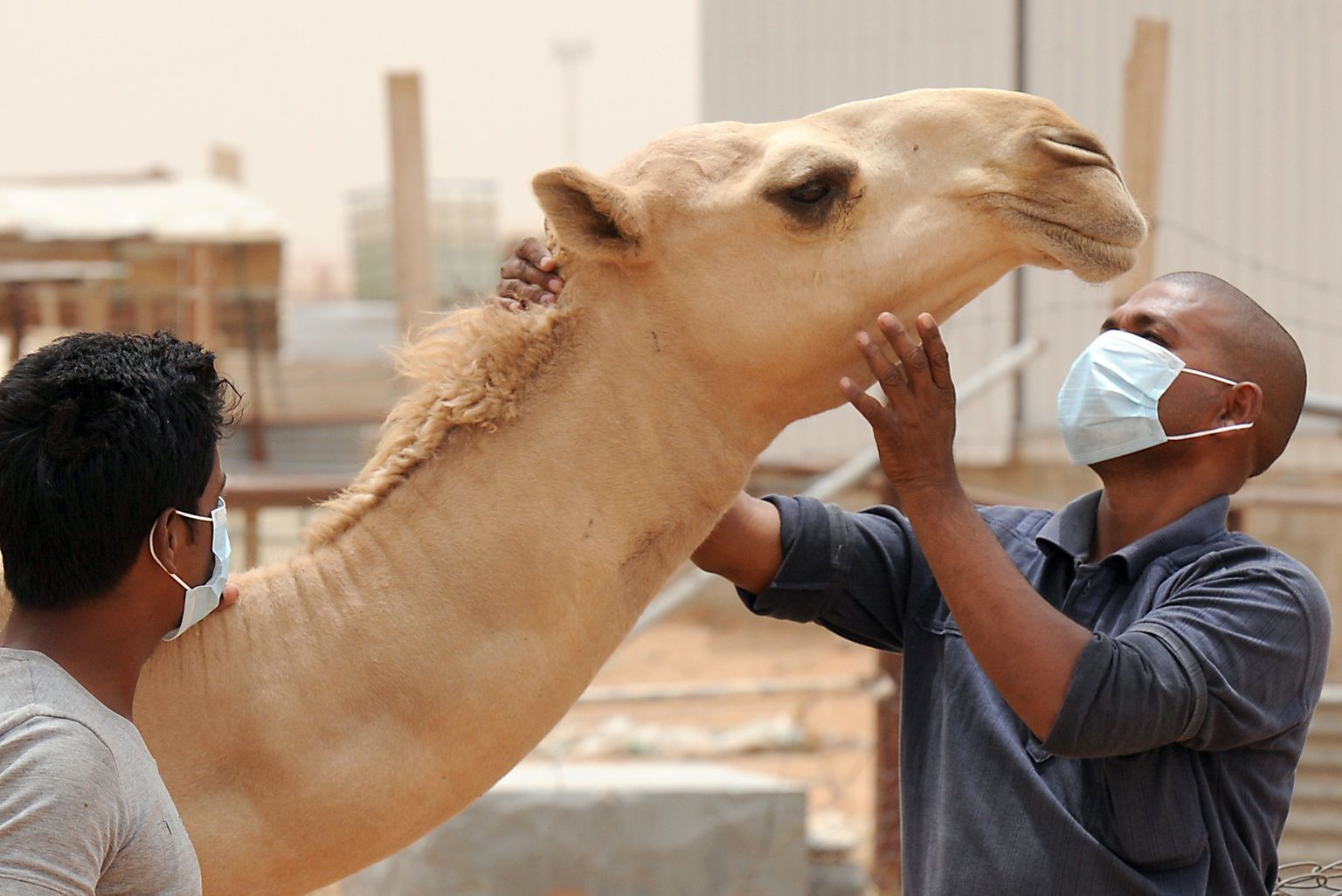 MERSI-nakkus hakkas levima kaamelite kaudu.
