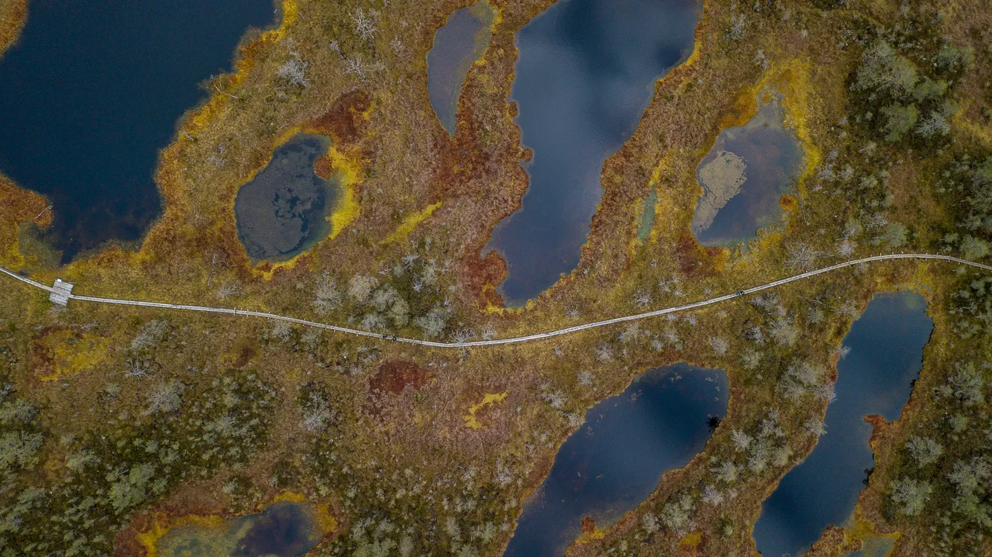 Viru raba 10.10.2018
Viru raba. Sügis rabas, drooni vaade, aerofoto

Viru bog, one of the most accessible bogs in Estonia. Autumn in the bog, aerial photographs, drones views.
FOTO:SANDER ILVEST/EESTI MEEDIA