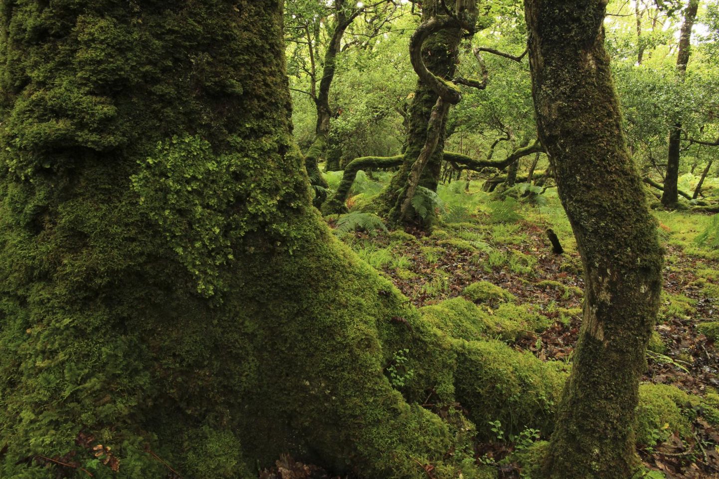 Säärased põlismetsad on Iirimal muutunud ülimateks haruldusteks.