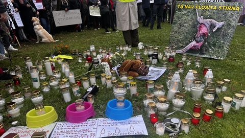 VIDEO ⟩ "Mēs par reāliem cietumsodiem dzīvnieku slepkavām." Bauskā notiek pikets