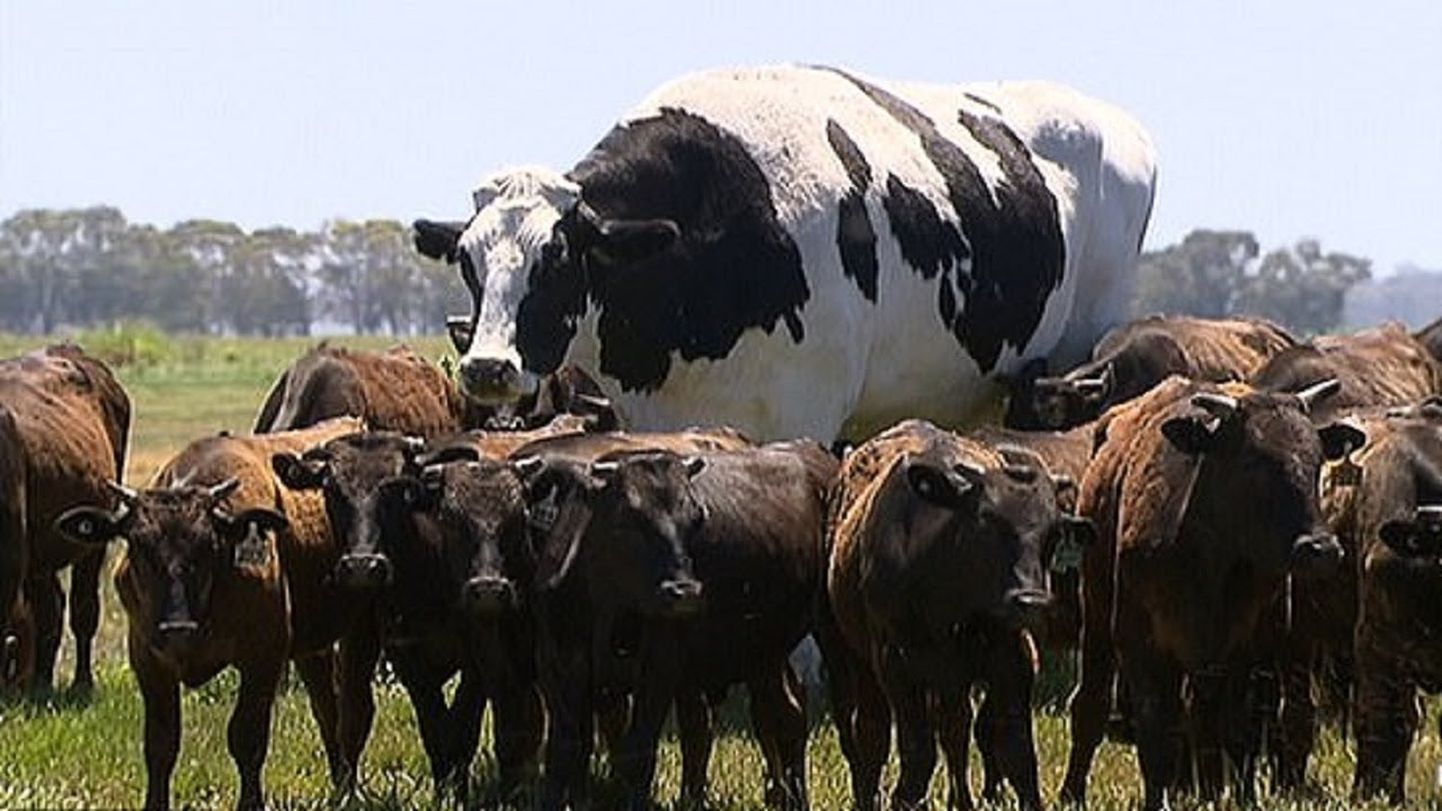 Austraalia suurima härja Knickersi kõrgus on 194 sentimeetrit