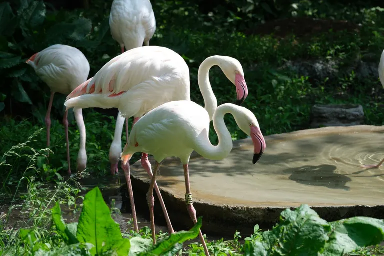 Graatsilised heleflamingod suveaedikus.