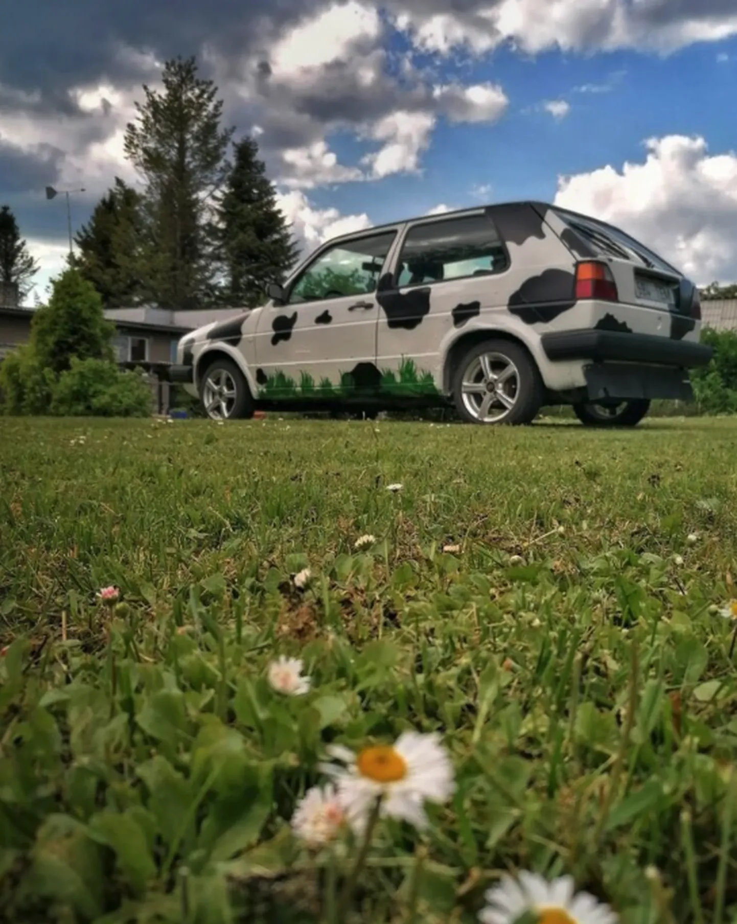 Lehmakarva Volkswagen Golf II Järvamaalt