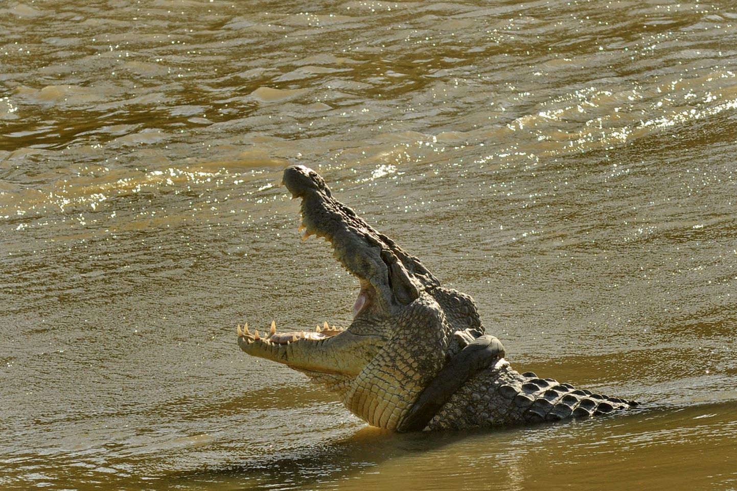 Indoneesia võimud pole suutnud leida kedagi, kes prooviks eemaldada krokodilli kaela ümbert rehvi.