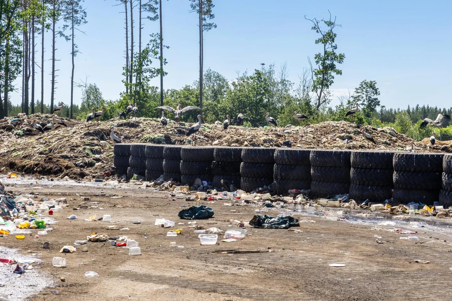 Lääne-Viru jäätmekeskuses elavad kajakate ja vareste asemel hoopis toonekured.