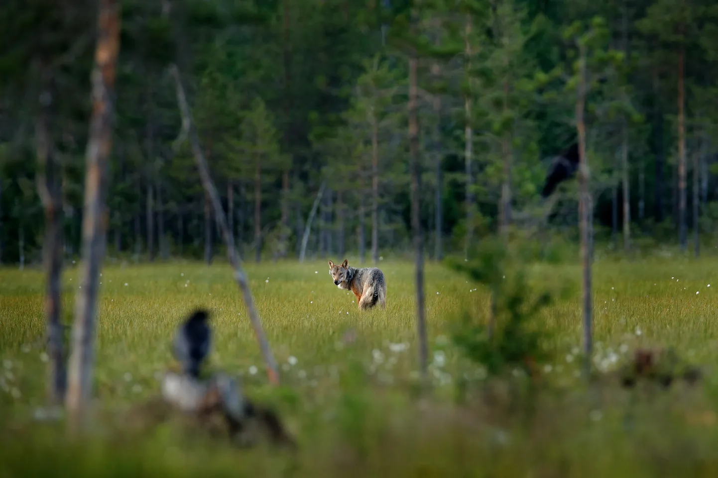 Hunt.