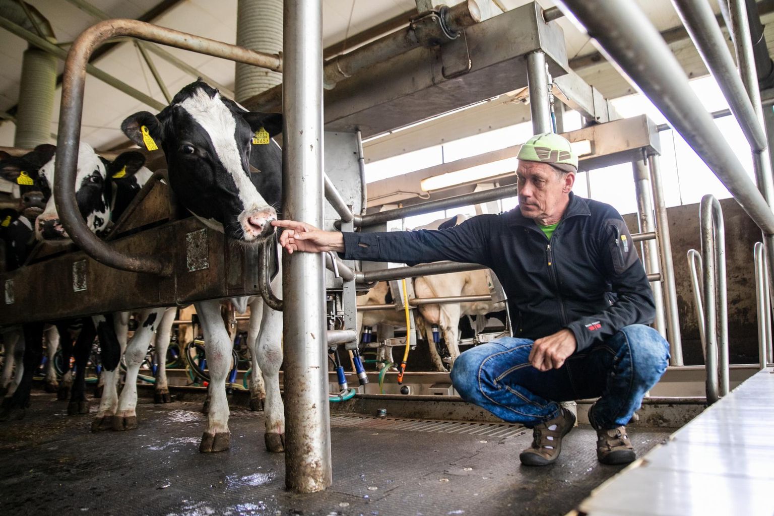“Kahe aasta pärast on meil Piimajõe farmi juures biogaasijaam, milles toodame bioelektrit lehmade sõnnikust,” ütleb OÜ Halinga tegevjuht Raul Peetson.
