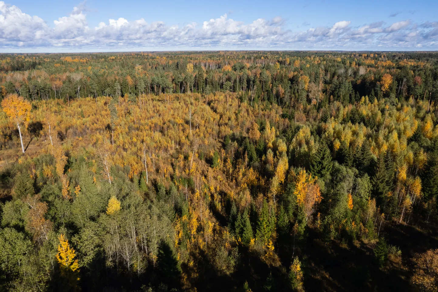 Rail Balticu alla jääb osa pildil olevast erametsast