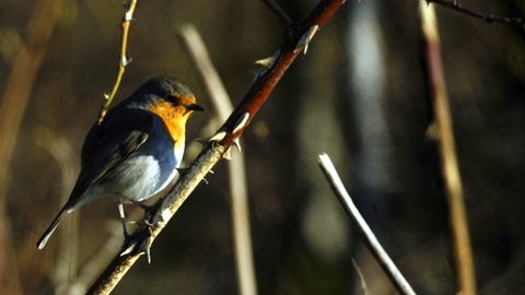 Uuring: lindudel on oluline roll puukborrelioosi levitajatena