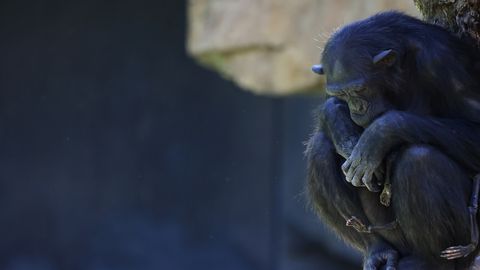 VIDEO ⟩ Poja kaotanud ahviema käitumine murrab iga loomasõbra südame