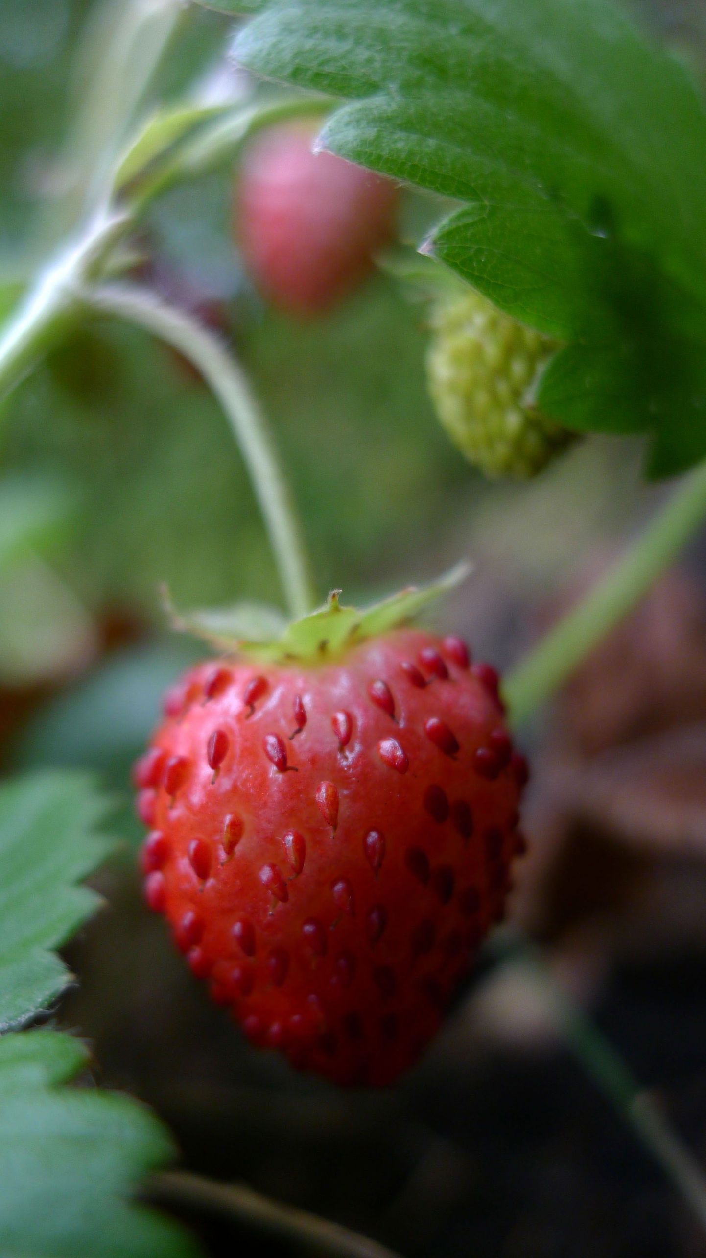 Suurbritannias jõuavad müügile närimiskummi maitselised maasikad
