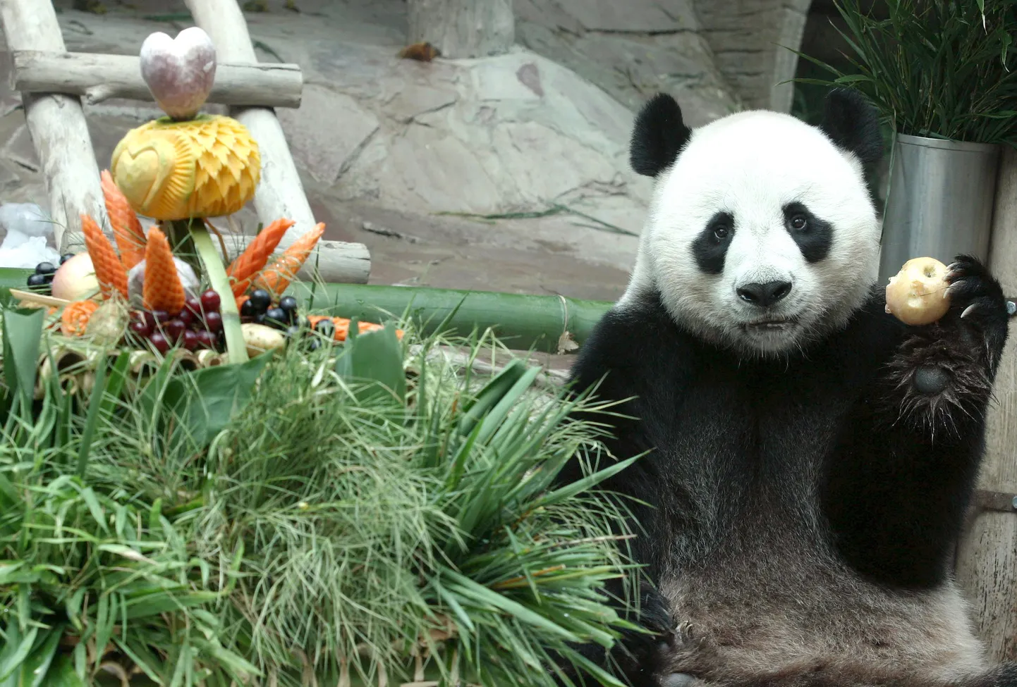 Hiidpanda Chuang Chuang