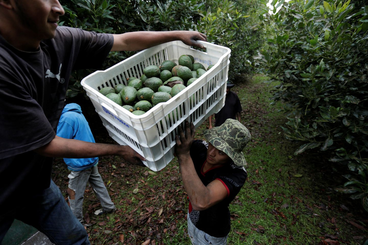 Farmitöölised laadimas värskeid avokaadosid kaubikusse istandudes Tacámbaros Mehhiko Michoacáni osariigis.