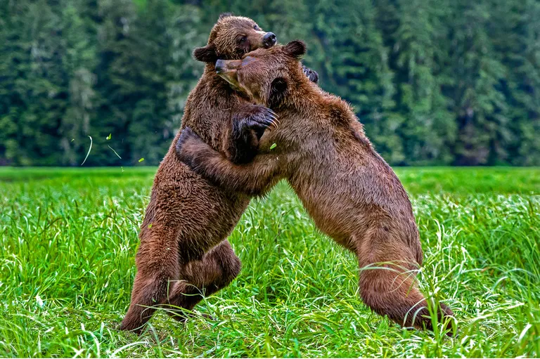 Artikli foto