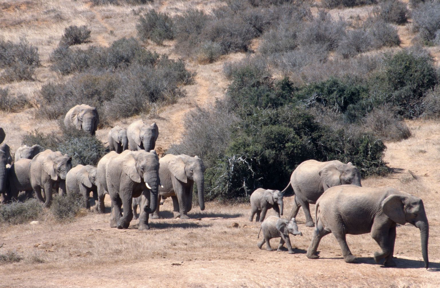 Elevandid on ühed karismaatilisemad loomad, keda juba praegu ähvardab inimtegevuse tagajärjel väljasuremine.