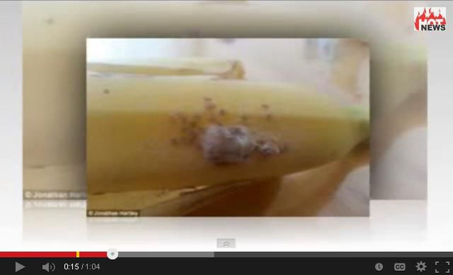 Banaanilt avastatud surmav Brasiilia ämblik.
